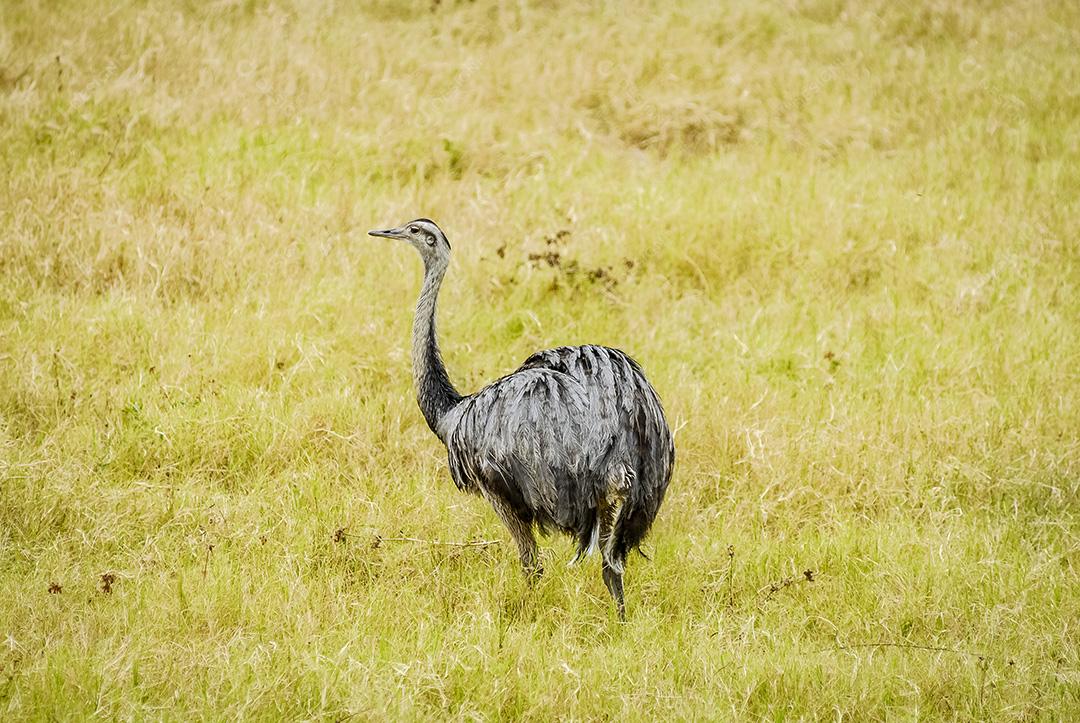 Rhea (Rhea americana), ave típica brasileira do bioma Cerrado. Ema.
