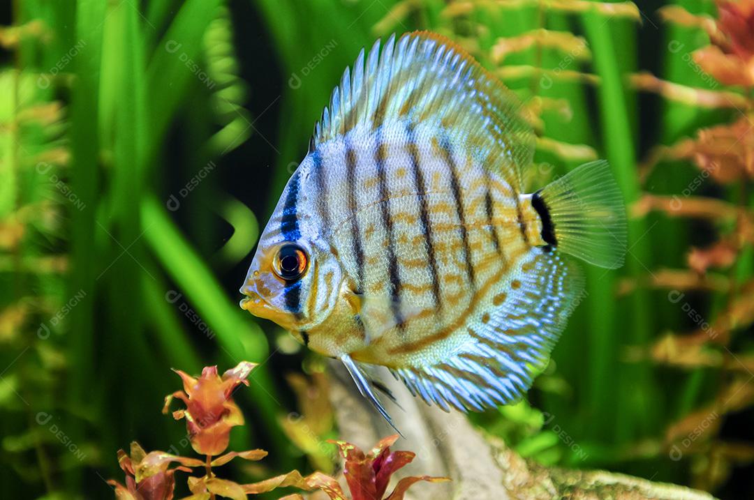 Peixe Discus no aquário com plantas borradas no fundo.