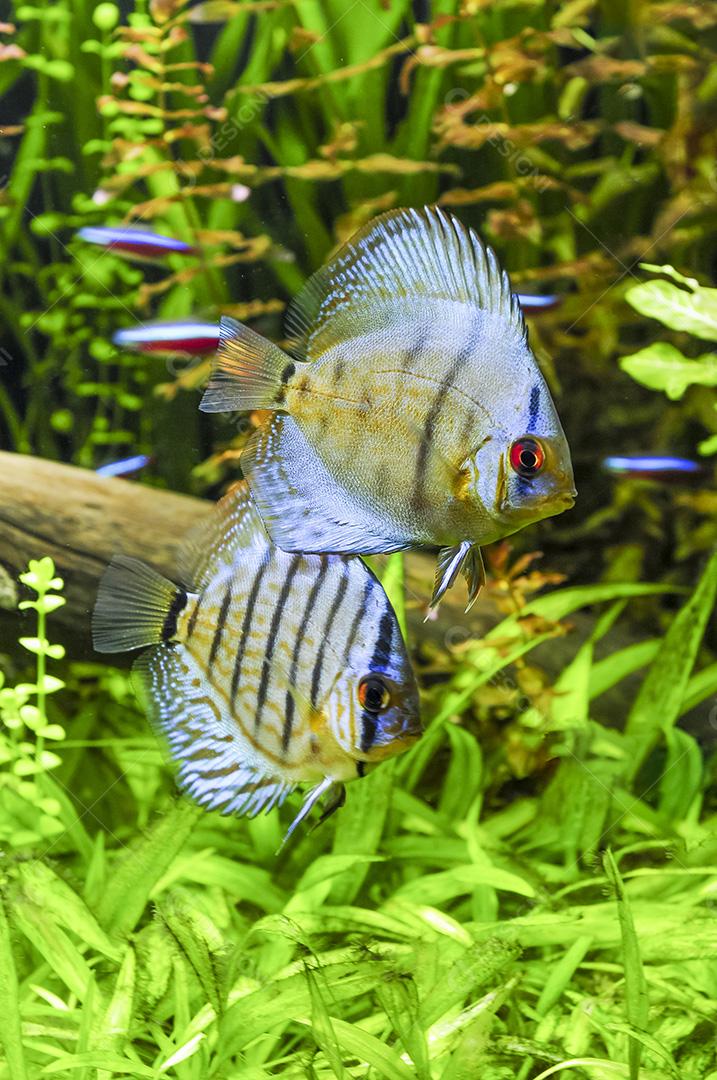 Peixe Discus no aquário com plantas borradas no fundo.