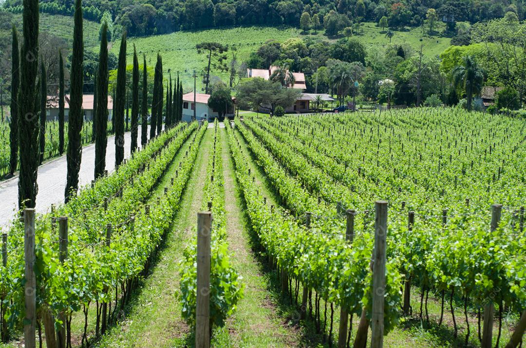 Vinhedo de uvas no Vale dos Vinhedos em Bento Gonçalves, um vinho gaúcho.