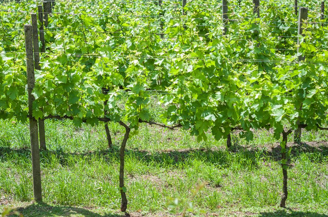 Vinhedo de uvas no Vale dos Vinhedos em Bento Gonçalves, um vinho gaúcho.