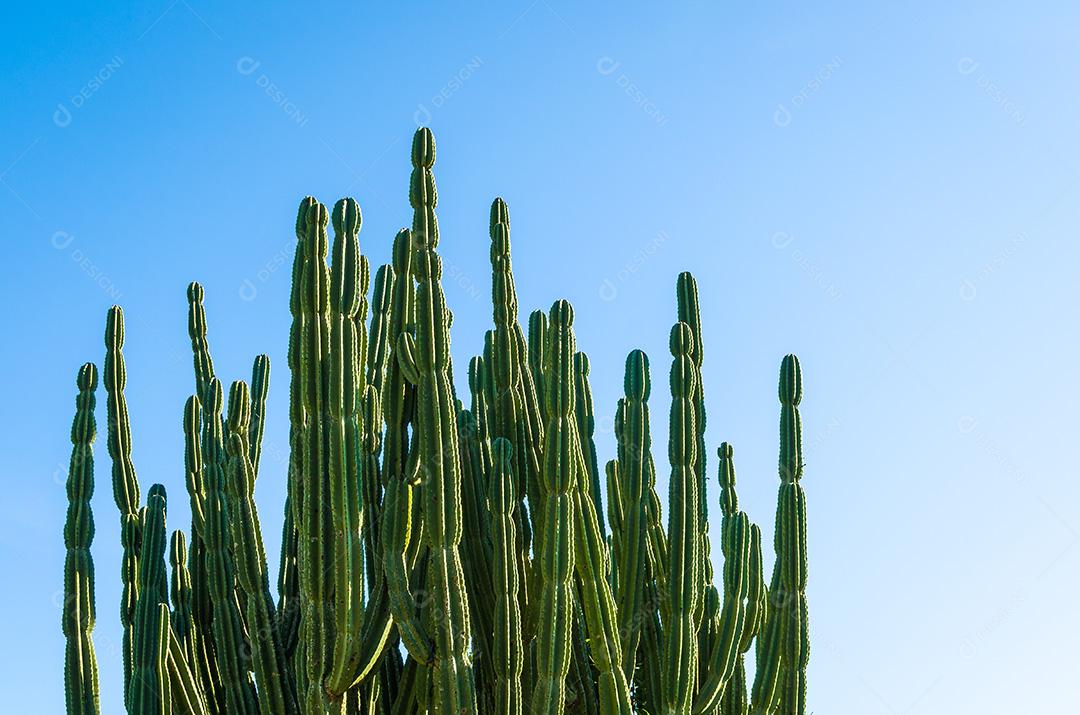 Vista da natureza árida com cactos contra o céu azul