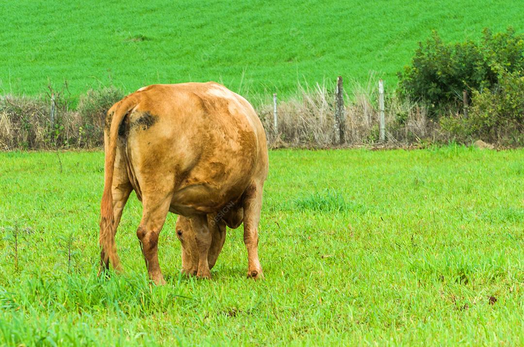 gado de corte em campo verde no Brasil