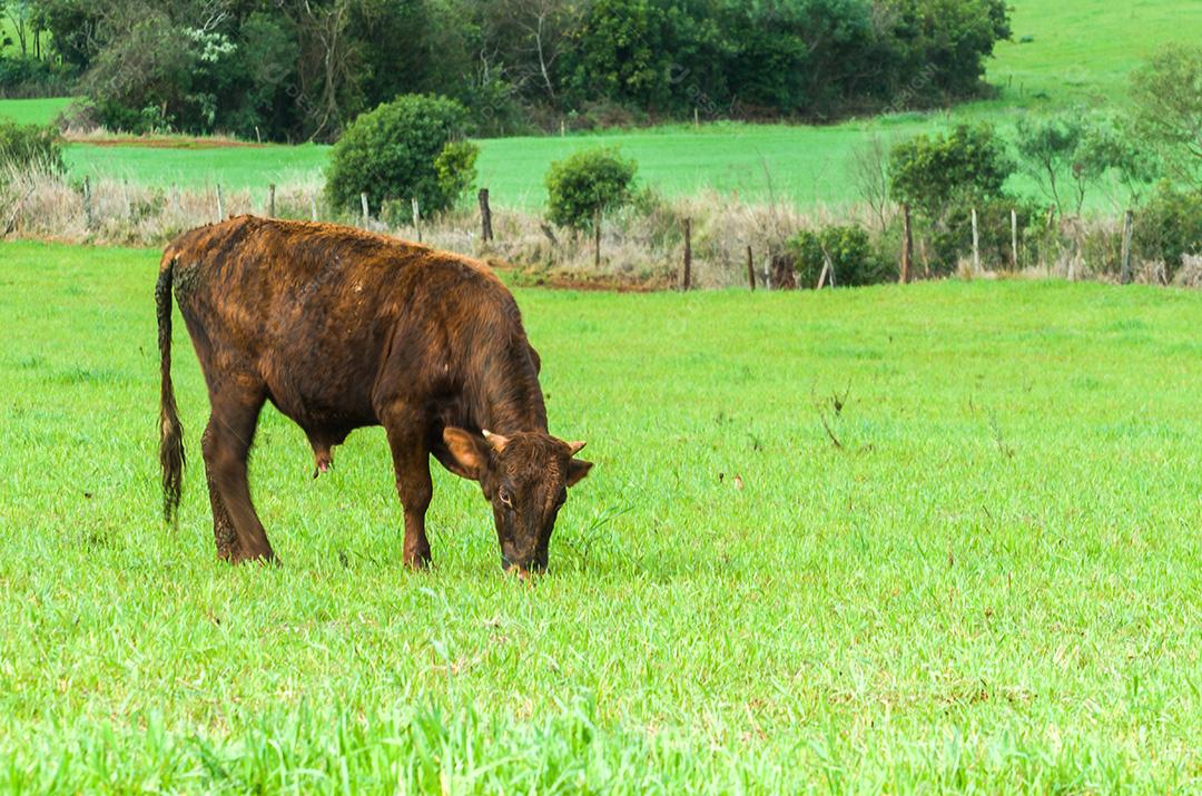 gado de corte em campo verde no Brasil