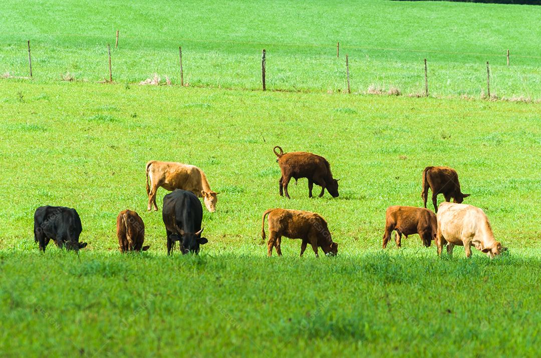 gado de corte em campo verde no Brasil