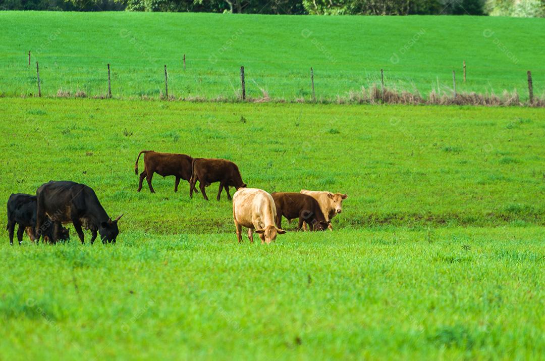 gado de corte em campo verde no Brasil