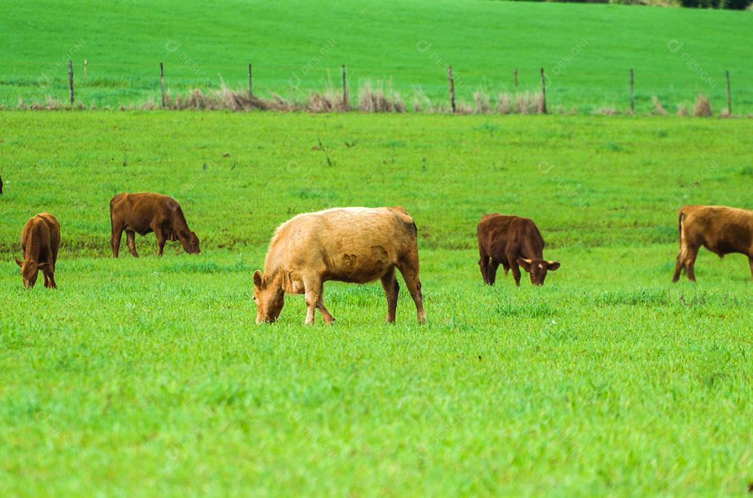 gado de corte em campo verde no Brasil