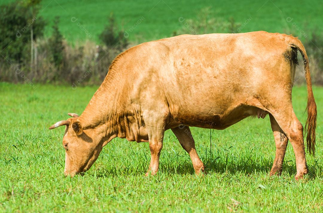 gado de corte em campo verde no Brasil