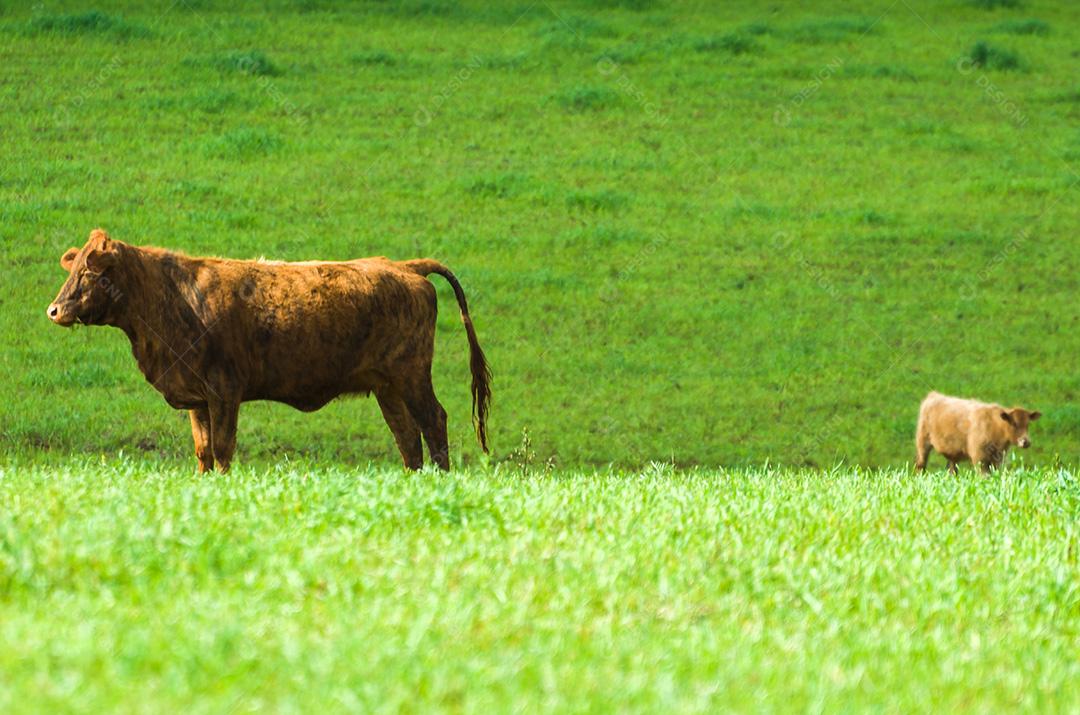 gado de corte em campo verde no Brasil