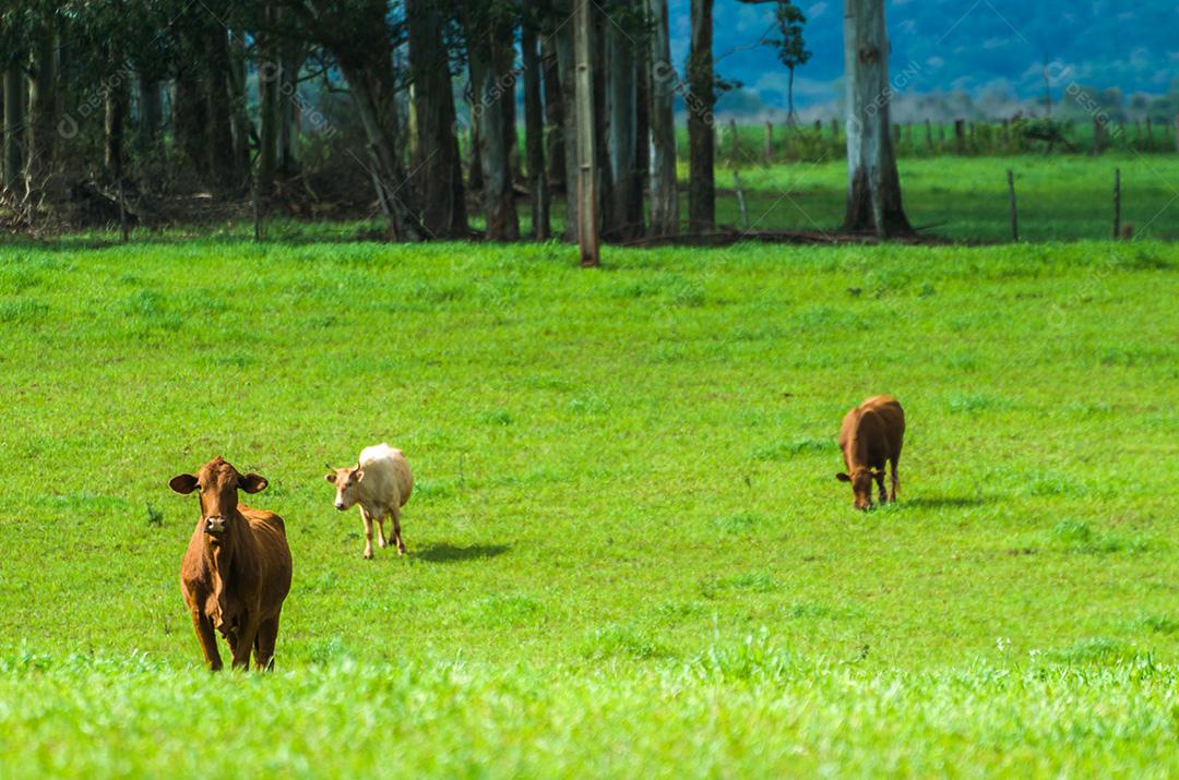 gado de corte em campo verde no Brasil