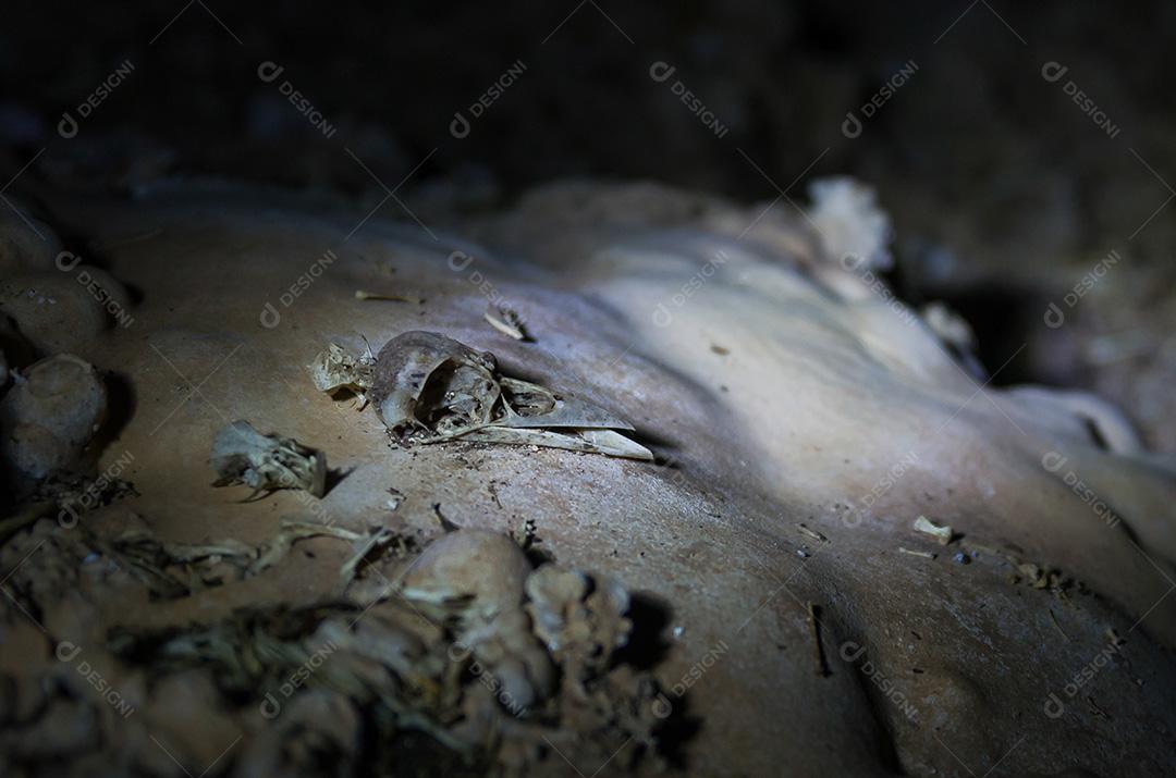 Restos de ossos deixados por corujas em uma caverna em Bonito, Brasil.