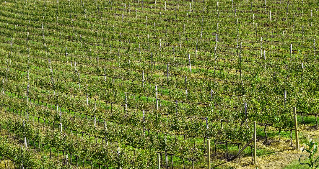 Vinhedo de uvas no Vale dos Vinhedos.
