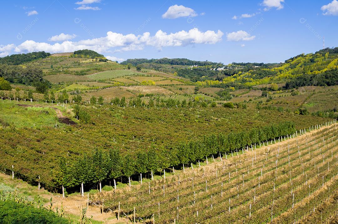 Vinhedo de uvas no Vale dos Vinhedos.