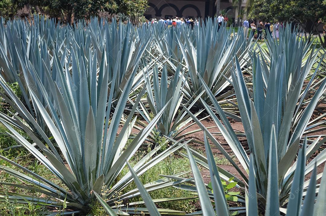 Plantação de agave azul, tequila, méxico.