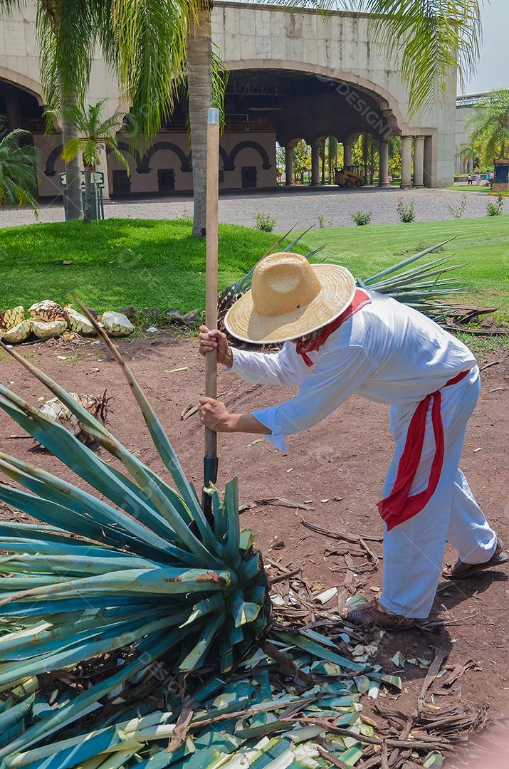 Planta de agave azul sendo colhida e cortada, preparada para o produto