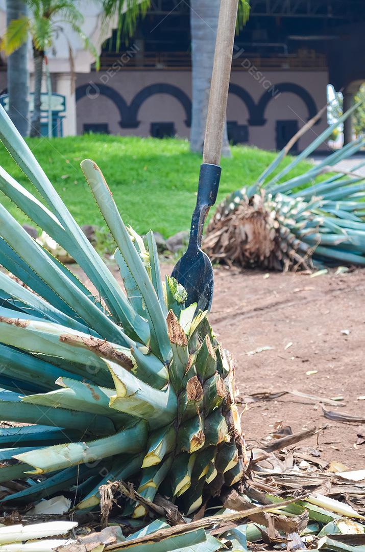 Planta de agave azul sendo colhida e cortada, preparada para o produto