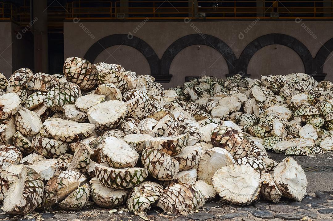 Planta Blue Agave, planta de produção de tequila.