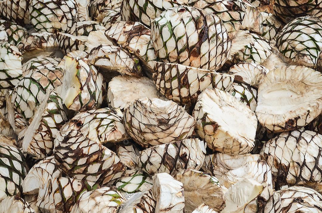 Planta Blue Agave, planta de produção de tequila.