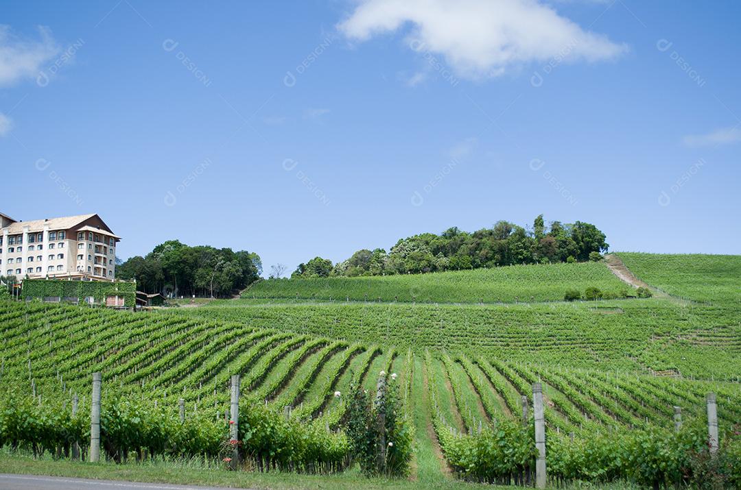 Vinhedo de uvas no Vale dos Vinhedos em Bento Gonçalves,