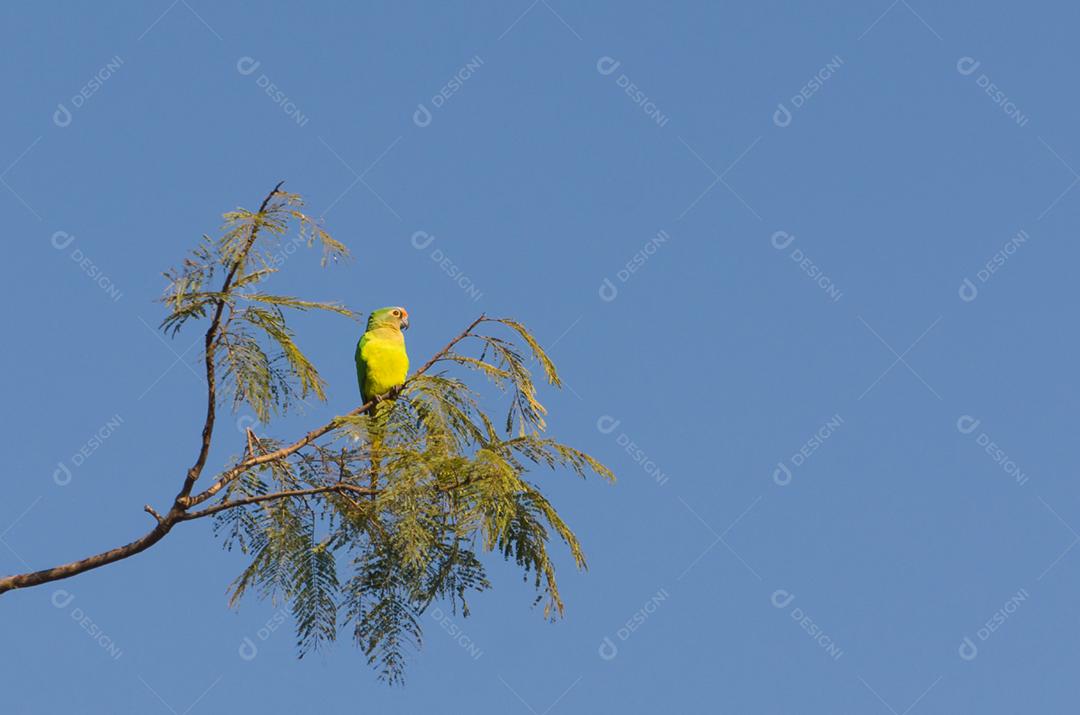 Lindos pássaros periquitos-pretos ou periquitos de Nanday (Aratinga nenday) em uma árvore no Pantanal brasileiro.