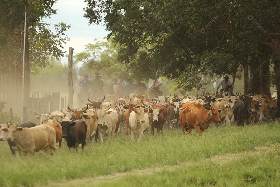 Gado. Gado sendo conduzido por estrada de terra no semiárido do Nordeste brasileiro. Boa Ventura, Paraíba, Brasil