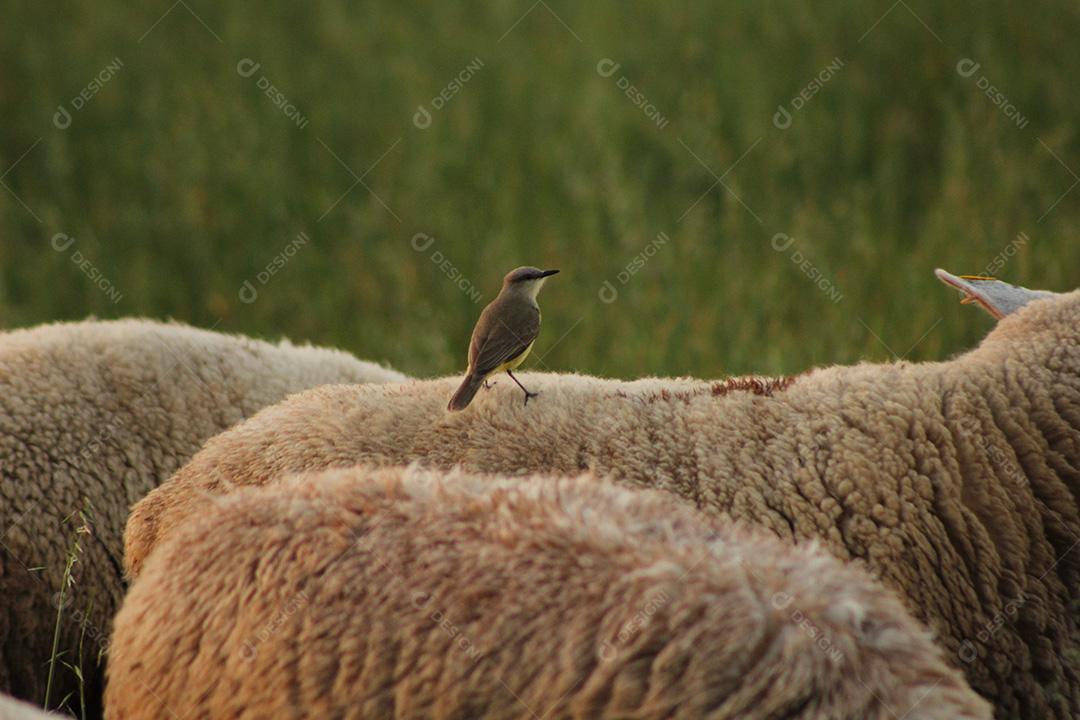 Pássaro sobre ovelha em pasto ao ar livre.