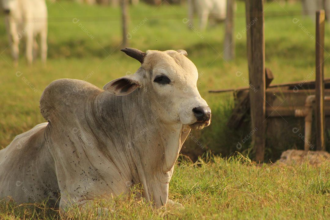 Gado. Touro Nelore olhando para a câmera de perto