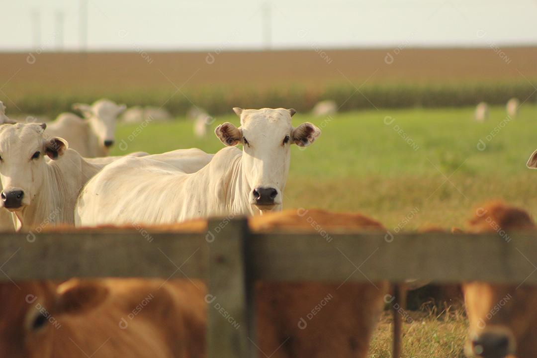 Cattle. Nellore cattle on pasture in Piloes, Paraíba, Brazil