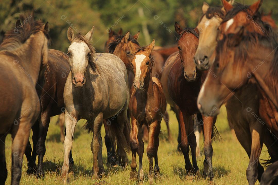 Vários cavalos correndo no pasto