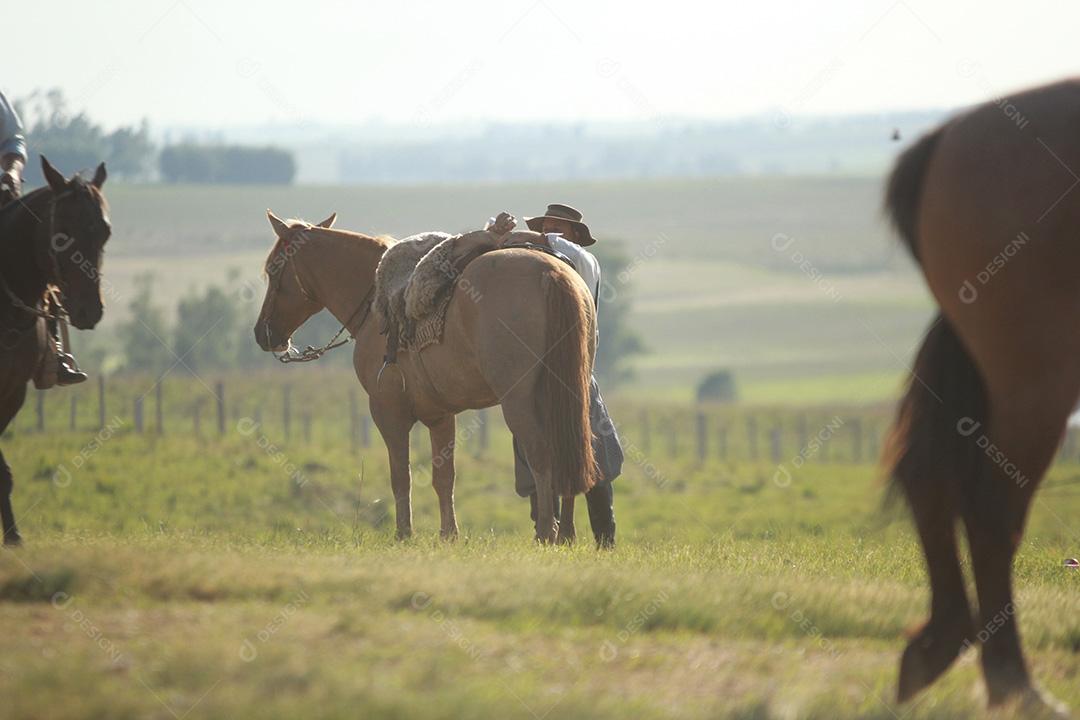 Cavalos ao ar livre arrumados para se montados.