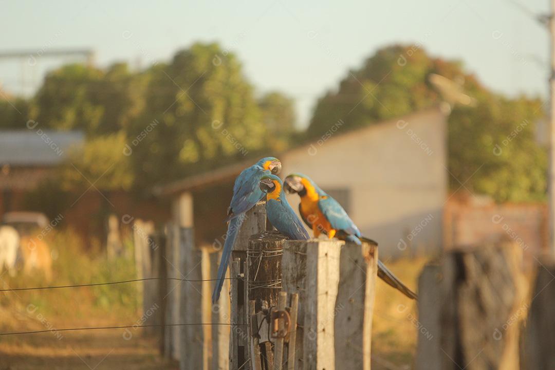 Arara azul ao ar livre sobre cerca, por do sol.