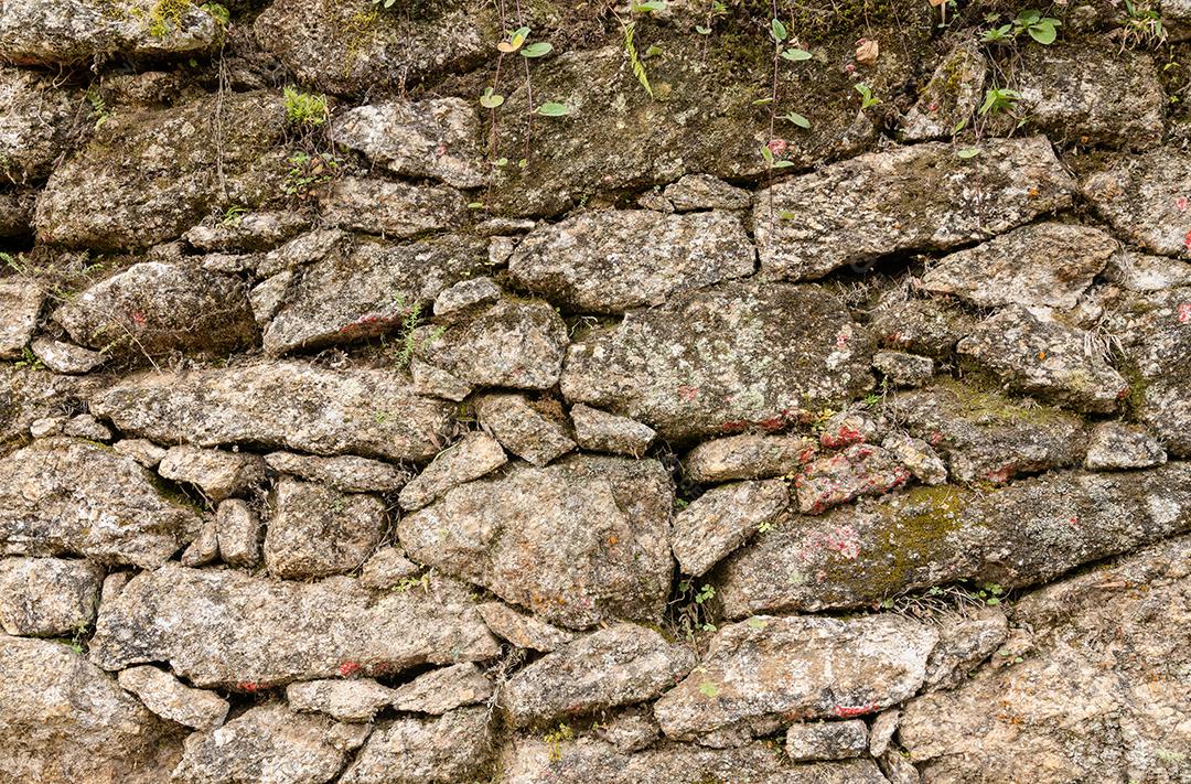 Parede de pedra velha com plantas e líquen.