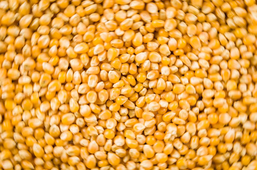 Belo fundo de pipoca para vários usos. Grãos de pipoca em espiral desfocado.