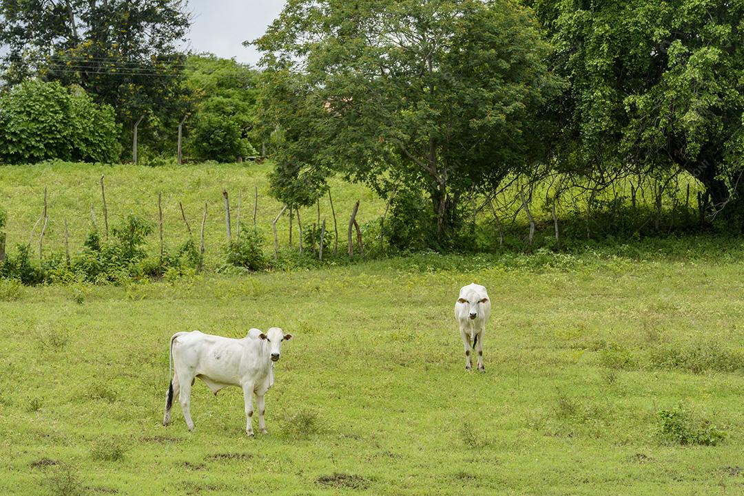 Gado Nelore em pastagem em Mari, Paraíba, Brasil. Gado.