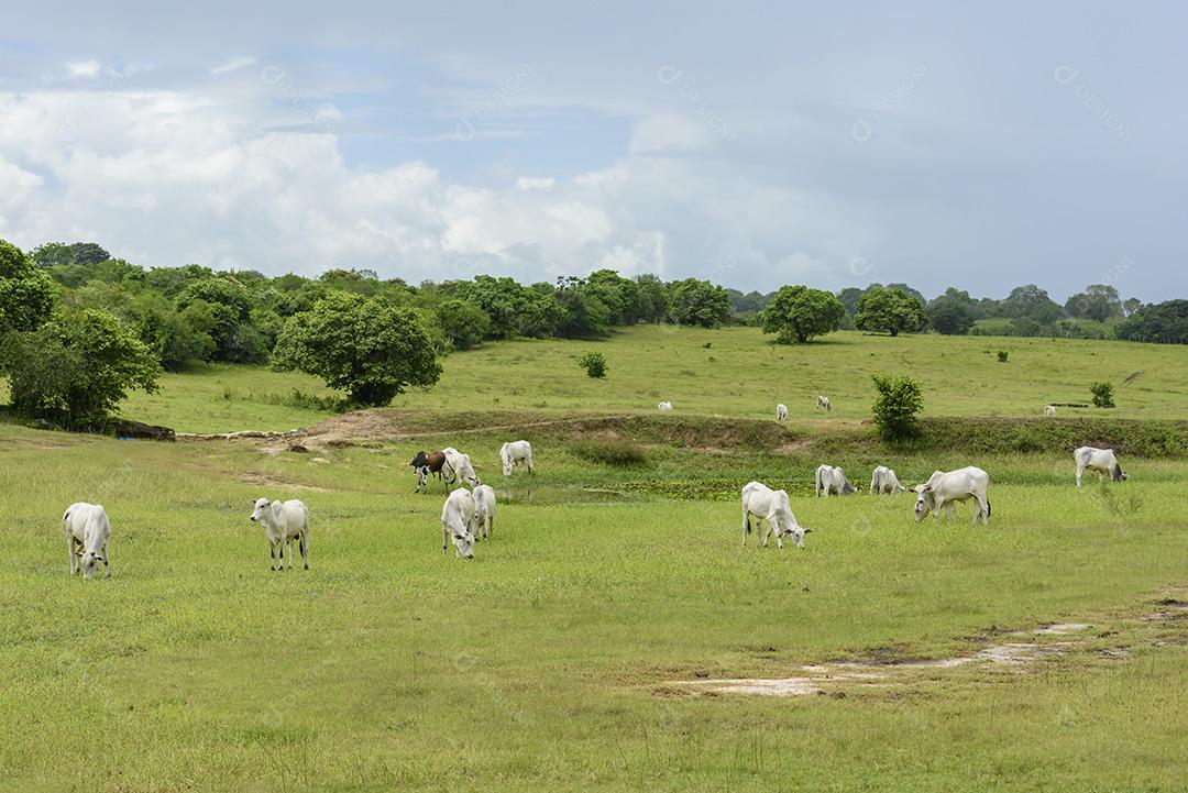 Gado Nelore em pastagem em Mari, Paraíba, Brasil. Gado.
