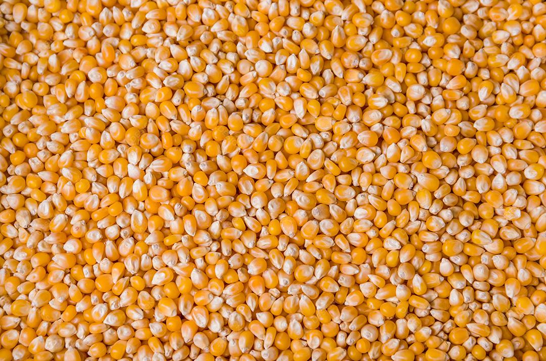 Lindo fundo de pipoca para vários usos. milho de pipoca cinza