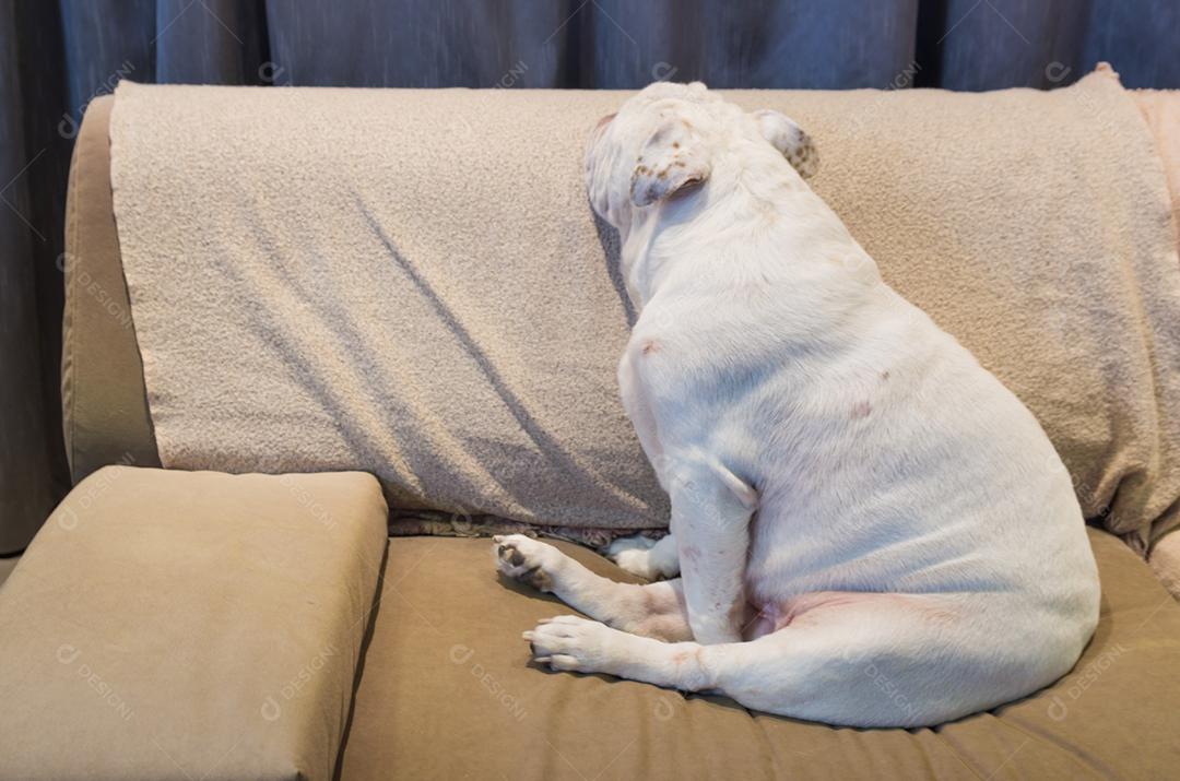 Lindo cachorro de raça bulldogg inglês descansando no sofá