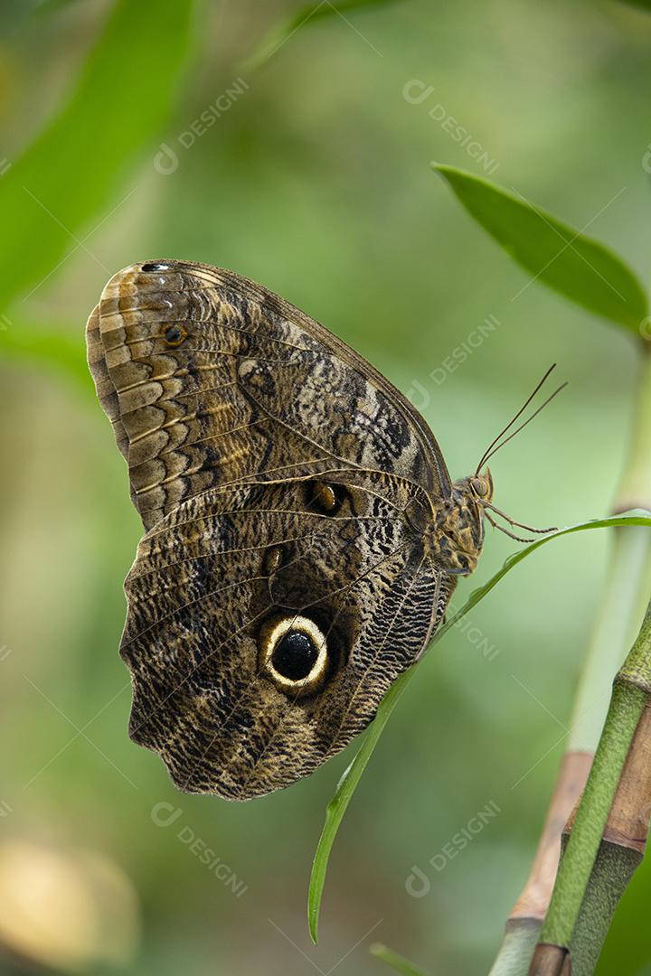 Borboleta coruja em um parque na América do Sul.