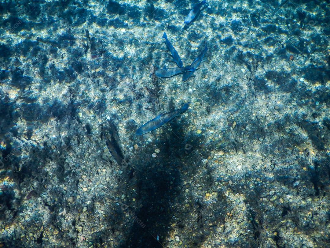 Lagoa misteriosa, bela lagoa de águas transparentes de azul turquesa, localizada na cidade de Bonito