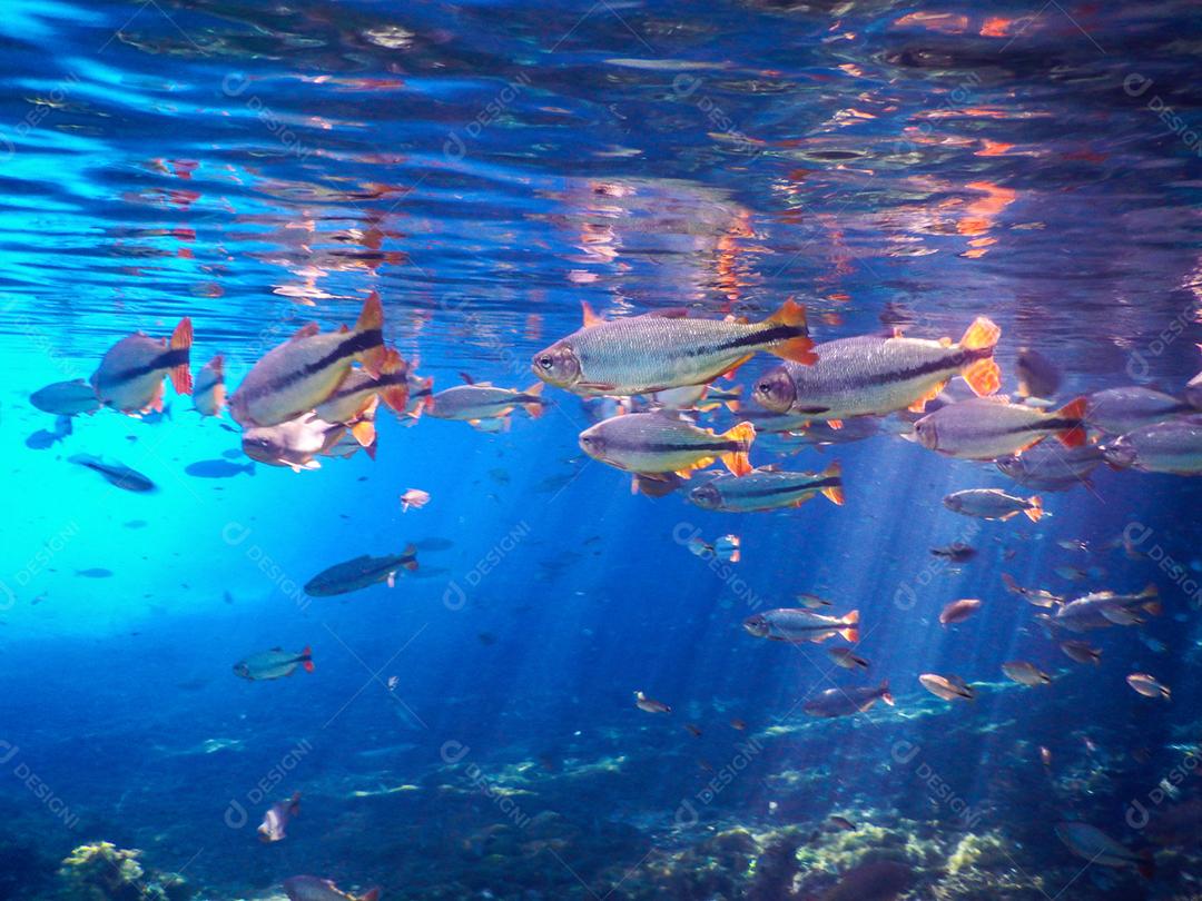 Lindos peixes em águas turquesas no rio da cidade de Bonito no Brasil