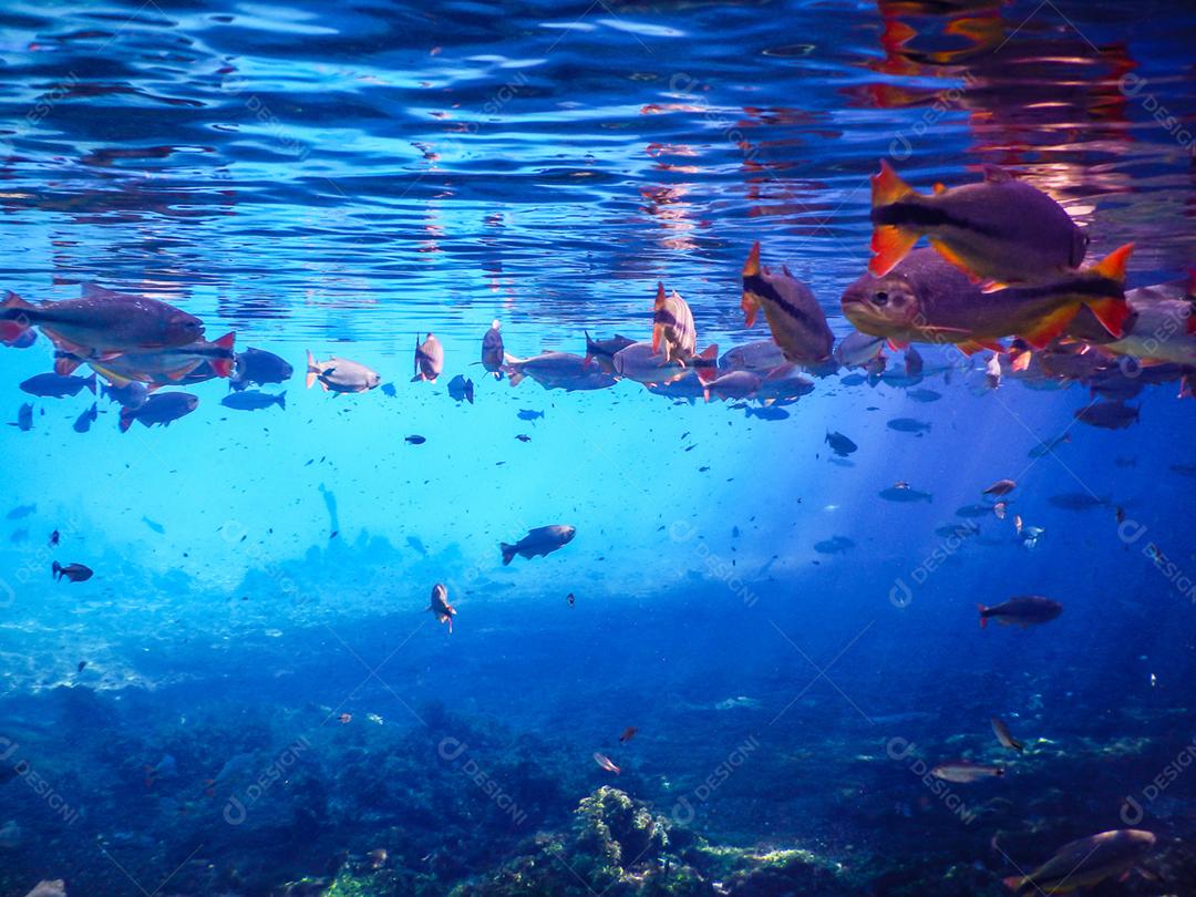 Lindos peixes em águas turquesas no rio da cidade de Bonito no Brasil