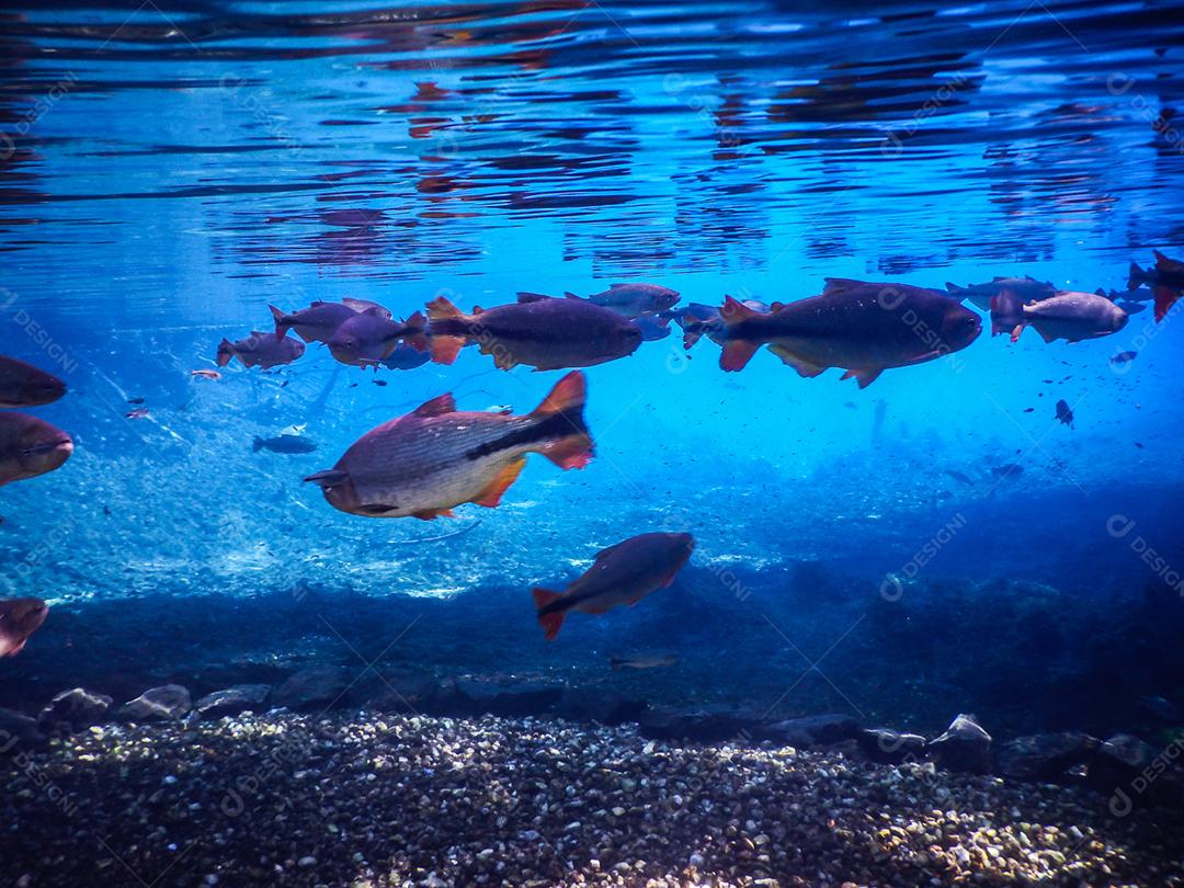 Lagoa misteriosa, bela lagoa de águas transparentes de azul turquesa, localizada na cidade de Bonito