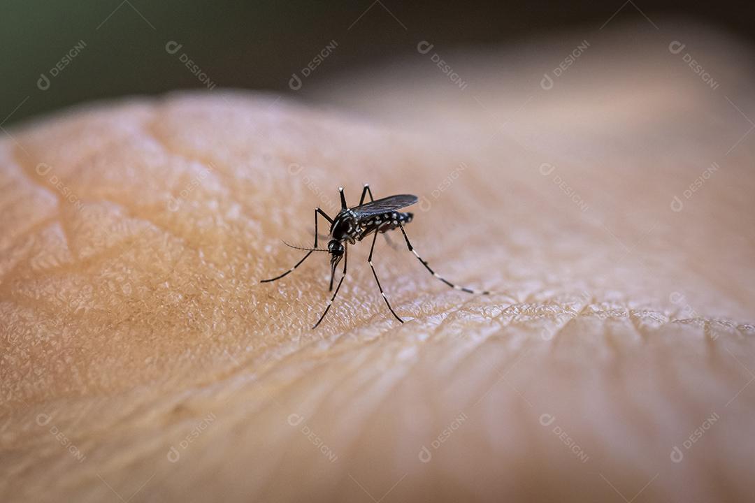 Mosquito Aedes aegypti mordendo pele humana. Transmissor de várias doenças como dengue, zika e febre chikungunya. João Pessoa, Paraíba, Brasil em 20 de junho de 2020