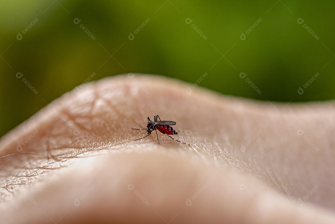 Mosquito Aedes aegypti mordendo pele humana. Transmissor de várias doenças como dengue, zika e febre chikungunya. João Pessoa, Paraíba, Brasil em 20 de junho de 2020
