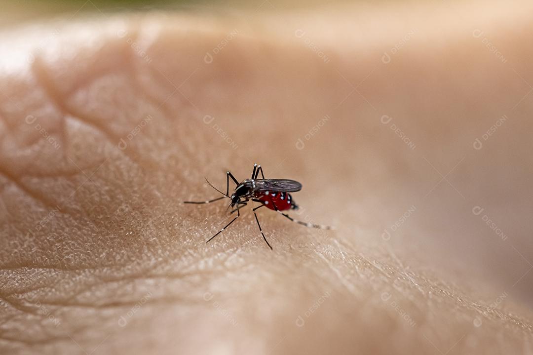 Mosquito Aedes aegypti mordendo pele humana. Transmissor de várias doenças como dengue, zika e febre chikungunya. João Pessoa, Paraíba, Brasil em 20 de junho de 2020