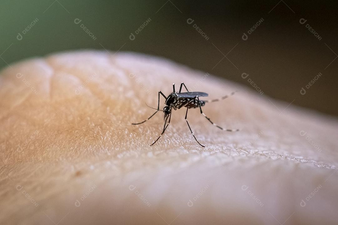 Mosquito Aedes aegypti mordendo pele humana. Transmissor de várias doenças como dengue, zika e febre chikungunya. João Pessoa, Paraíba, Brasil em 20 de junho de 2020