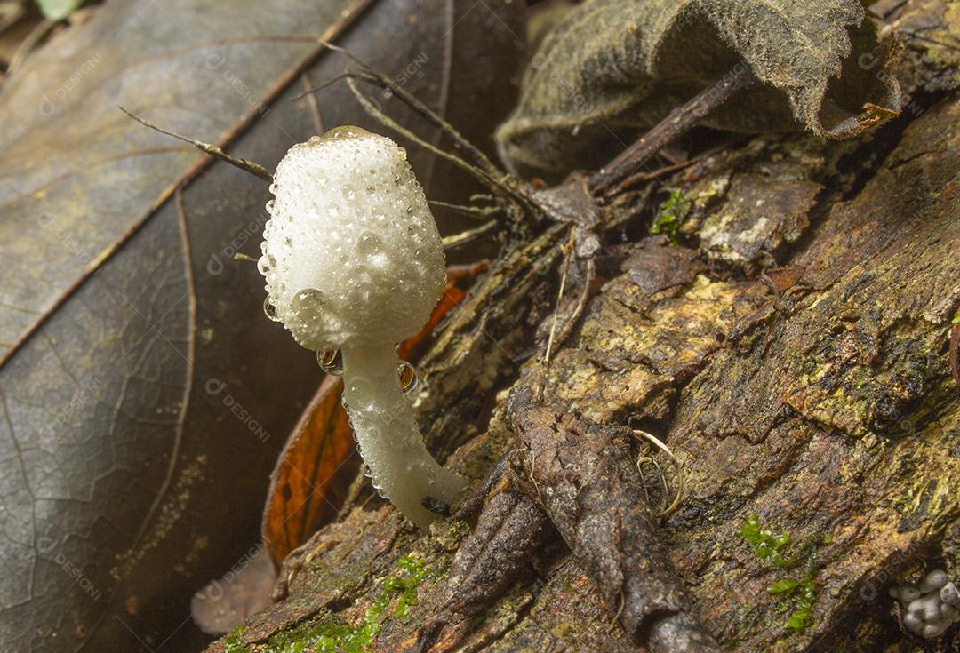 Cogumelo branco no solo da floresta tropical entre folhas e madeira