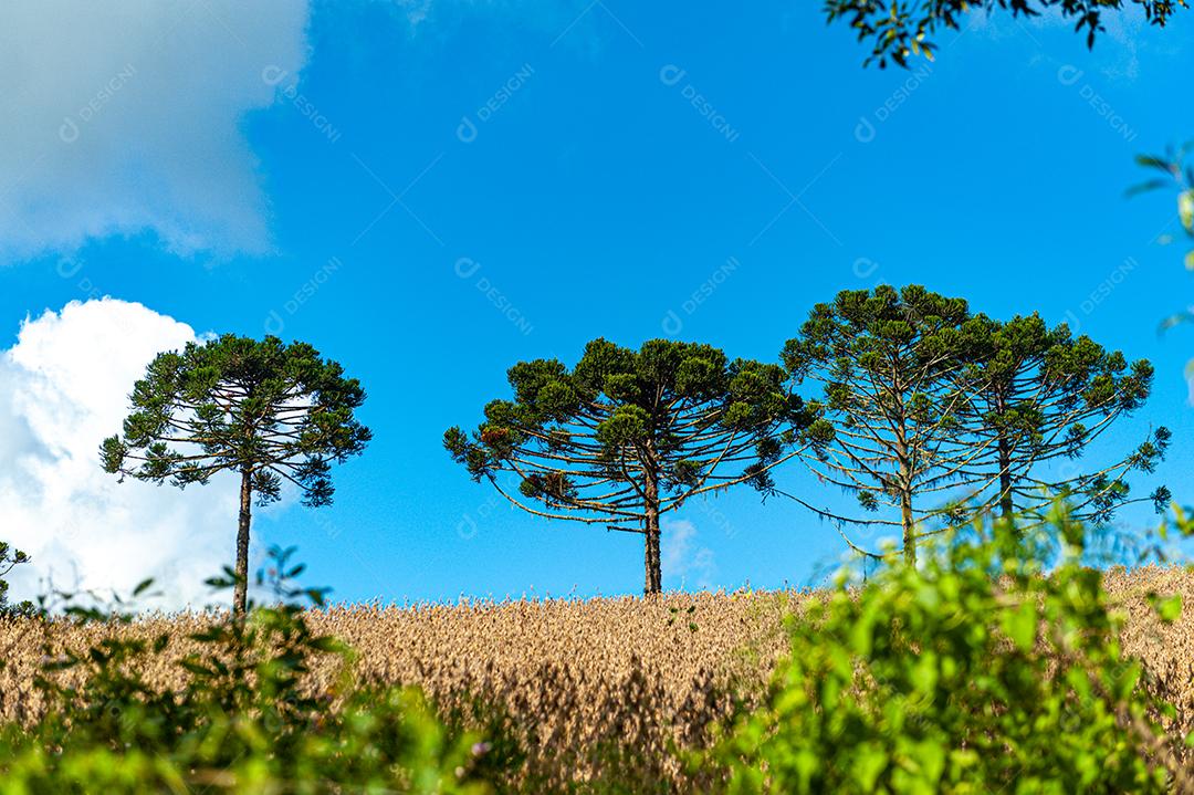 Plantação agrícola de frutas e hortaliças em terras férteis no interior de Santa Catarina.