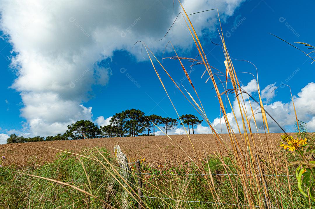 Plantação agrícola de frutas e hortaliças em terras férteis no interior de Santa Catarina.
