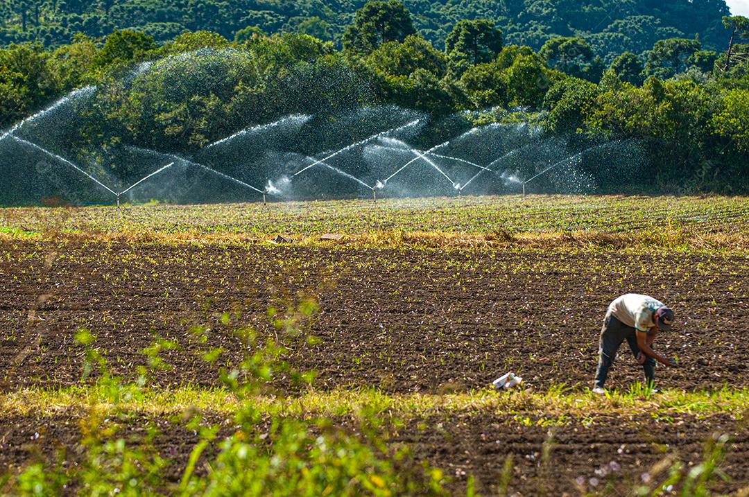 Plantação agrícola de frutas e hortaliças em terras férteis no interior de Santa Catarina.